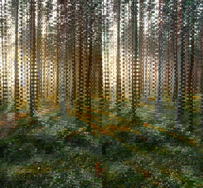 A sunny forest