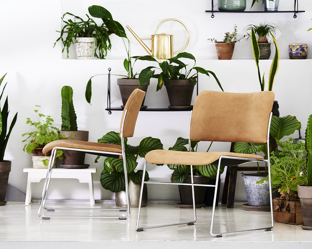 Two upholstered 40/4 lounge chairs against a white wall with numerous plants on shelves 