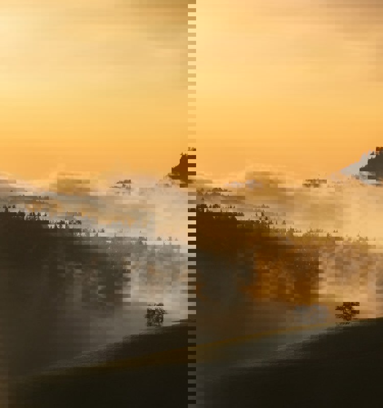 A landscape view of forest mountains in the fog